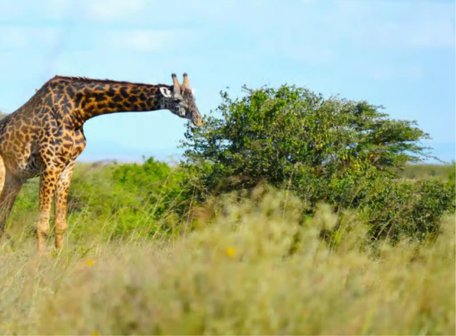 Nairobi National Park: Where the Wild Meets the City