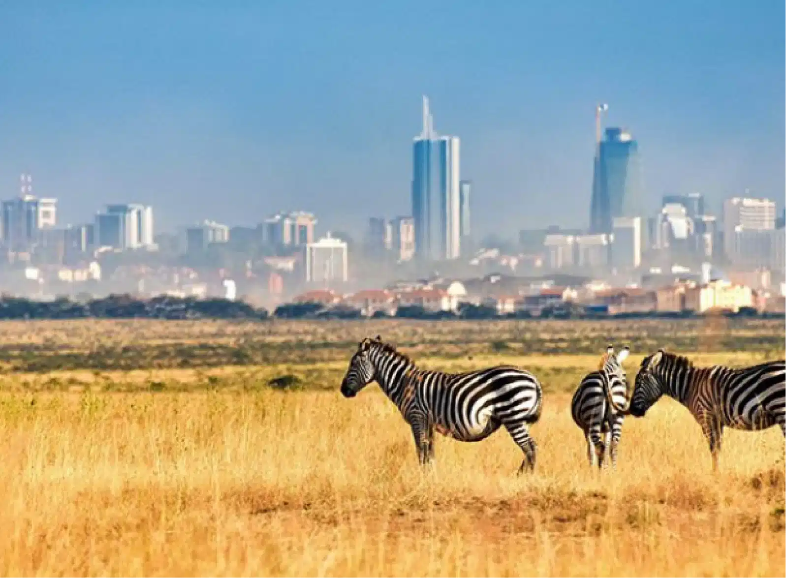 Nairobi National Park: Where the Wild Meets the City