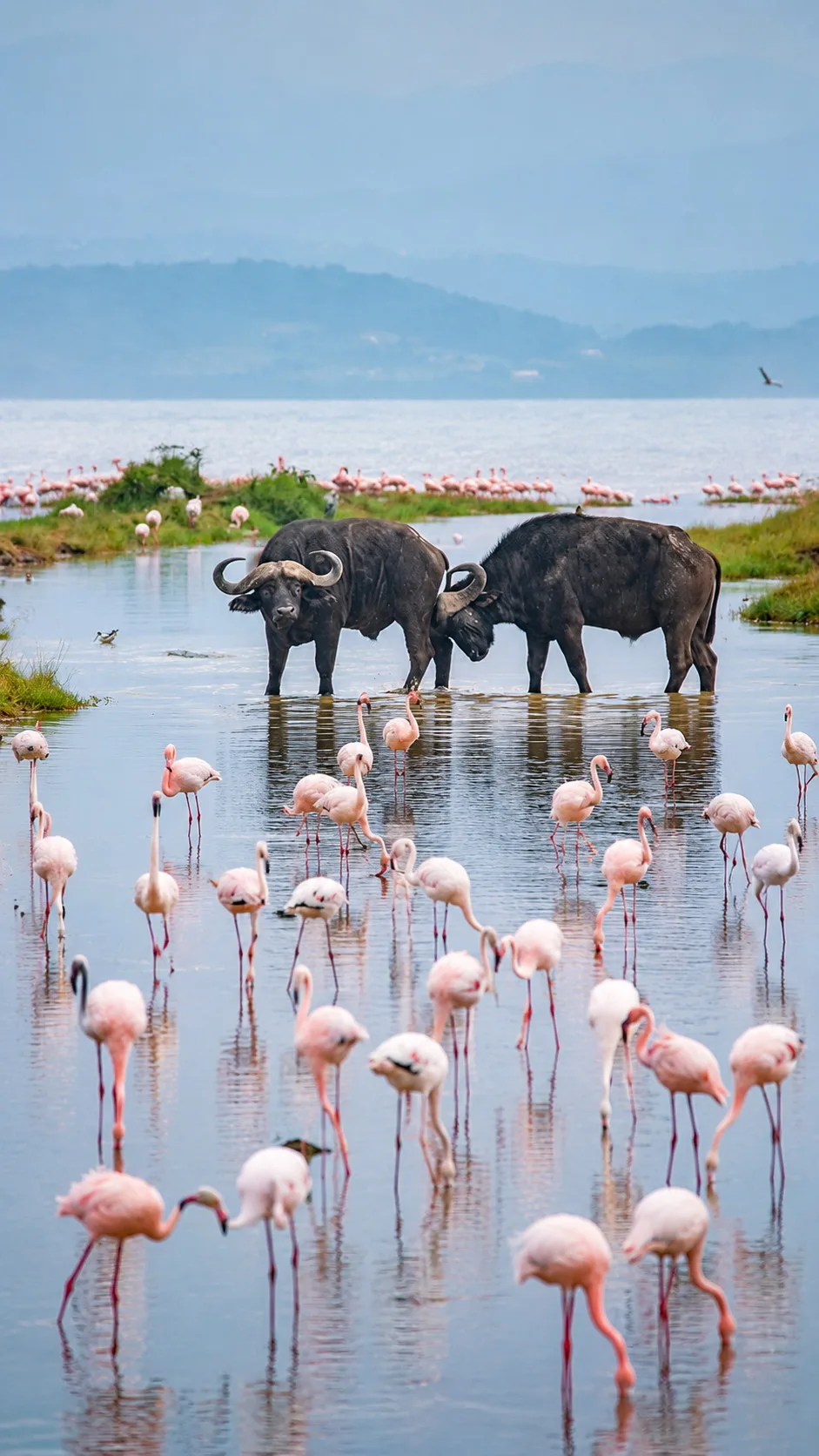 Lake Naivasha, Nakuru